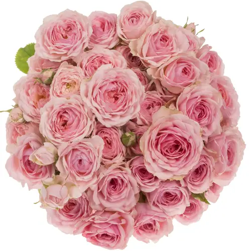 Rose verzweigt hell rosa/rosa Yvette (NL) 5+Blüte 50cm