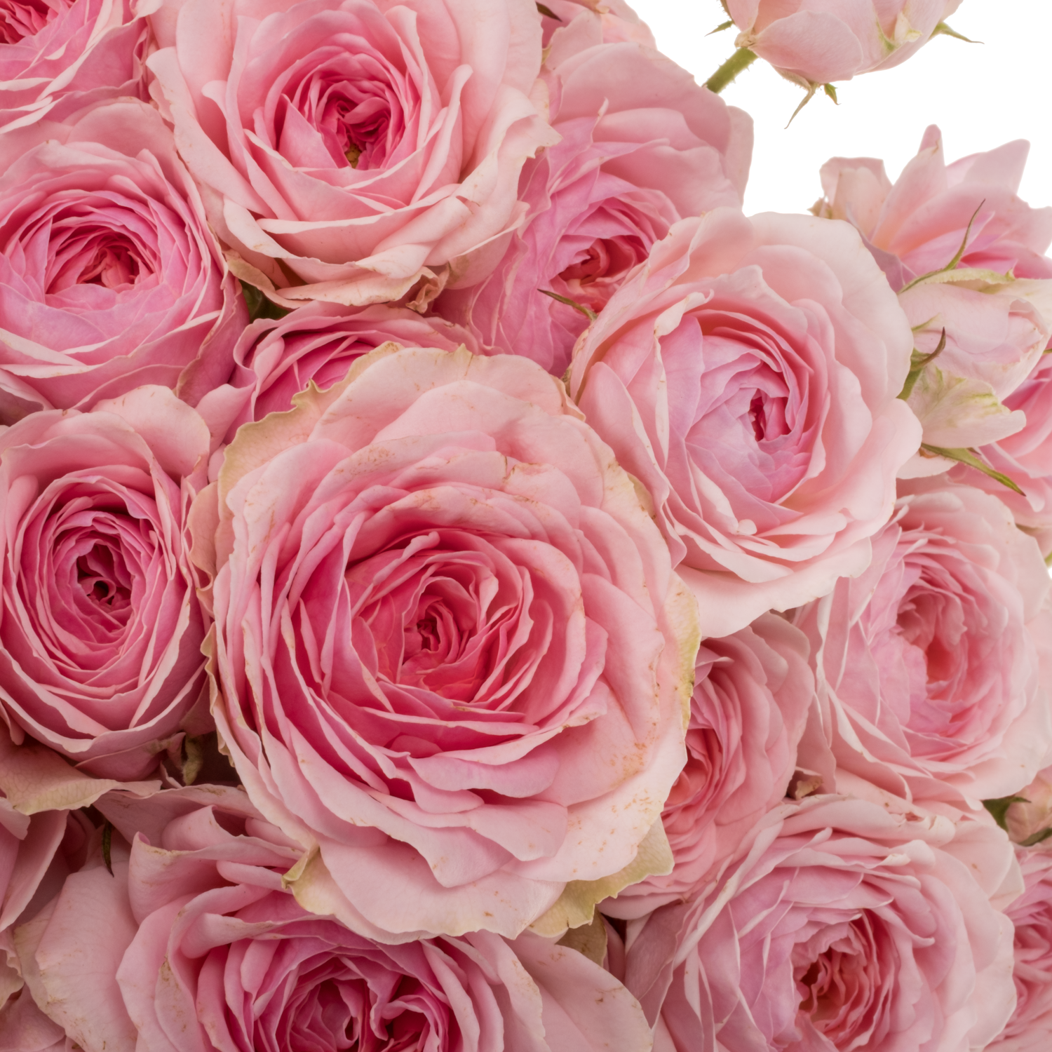 Rose verzweigt hell rosa/rosa Yvette (NL) 5+Blüte 50cm