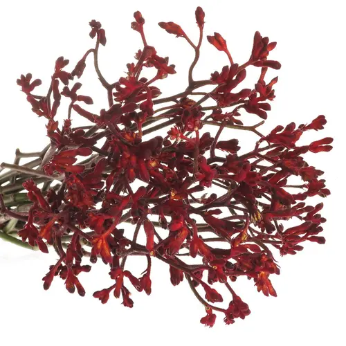 Kangeroo weinrot  Bush Ruby 80cm