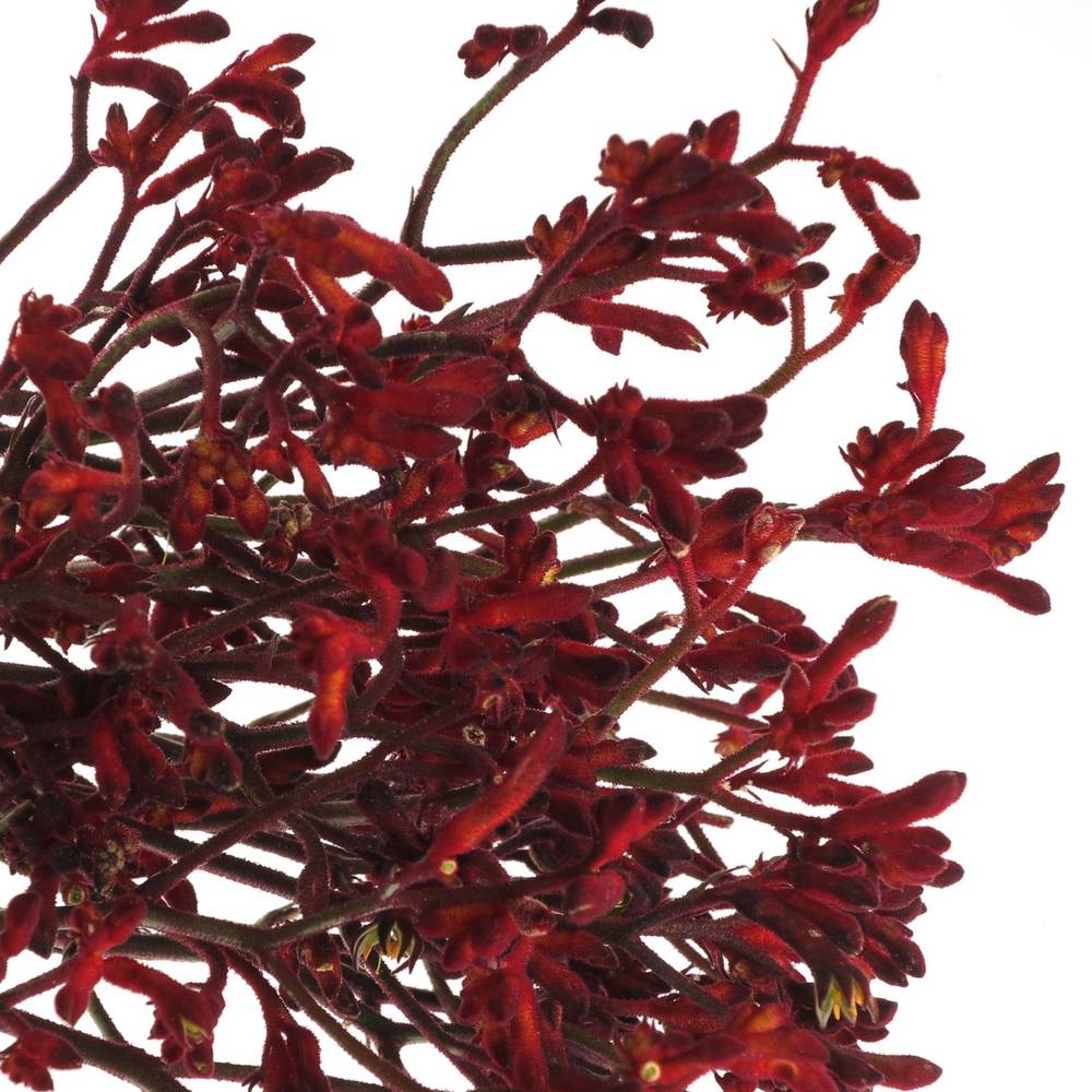 Kangeroo weinrot  Bush Ruby 80cm