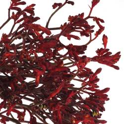 Kangeroo weinrot  Bush Ruby 80cm