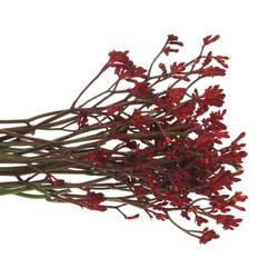 Kangeroo weinrot  Bush Ruby 80cm