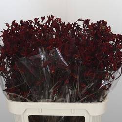 Kangeroo weinrot  Bush Ruby 80cm