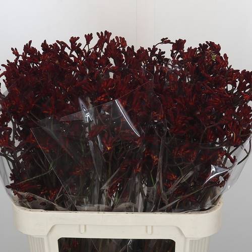 Kangeroo weinrot  Bush Ruby 80cm