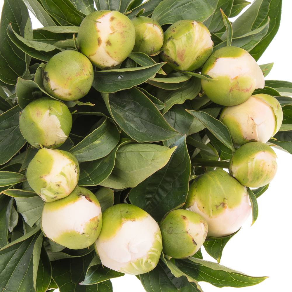 Pfingstrose Princess weiss/rs 45cm Ex