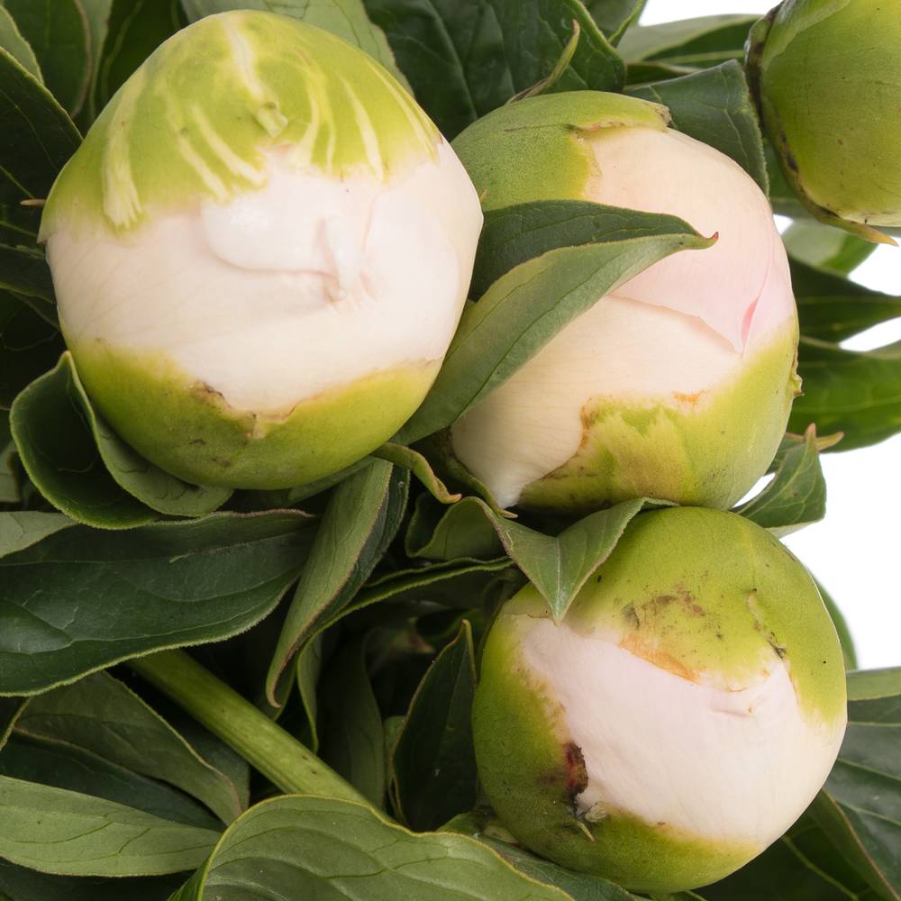 Pfingstrose Princess weiss/rs 45cm Ex