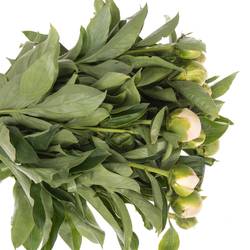 Pfingstrose Princess weiss/rs 45cm Ex