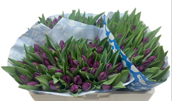 Tulpe lila Purple eye 32 Gramm