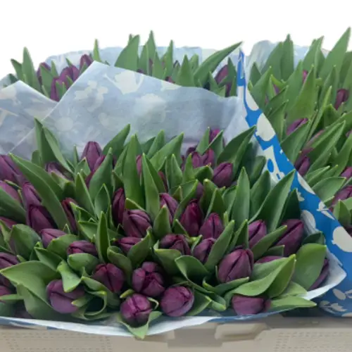 Tulpe lila Purple eye 32 Gramm