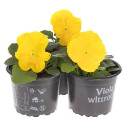 Stiefmütterchen F1 gelb T09 H015