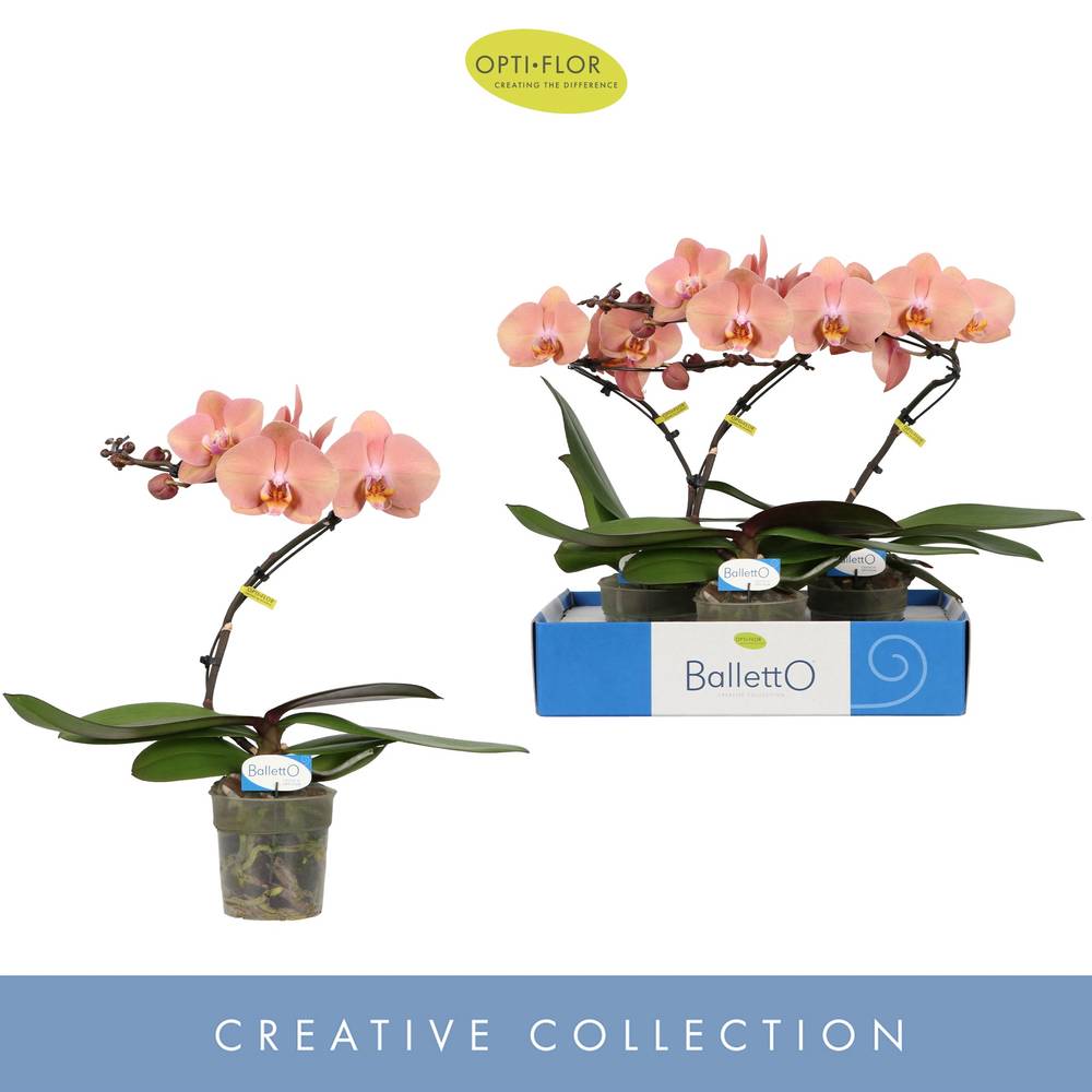 Phal.1-R lachs Balletto T12 H045