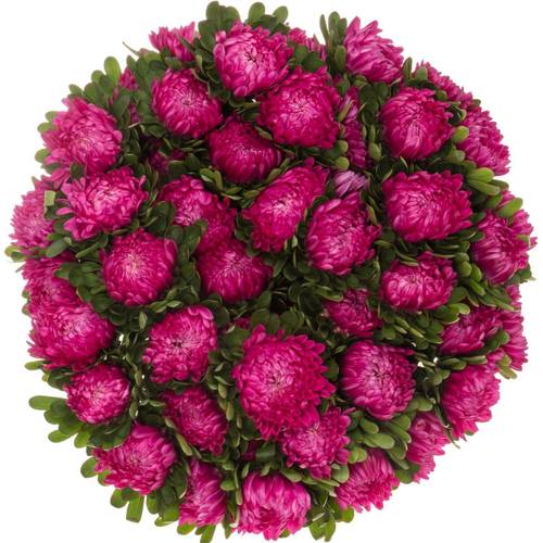 Aster fuchsia Pink 50cm