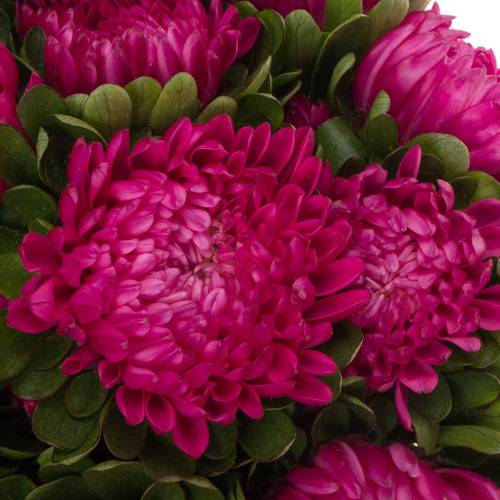 Aster fuchsia Pink 50cm