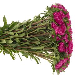 Aster fuchsia Pink 50cm
