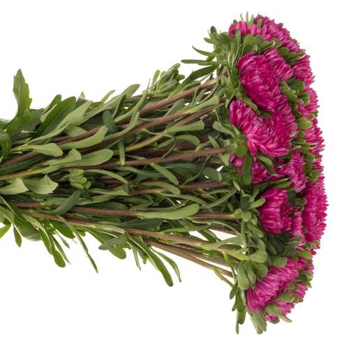 Aster fuchsia Pink 50cm