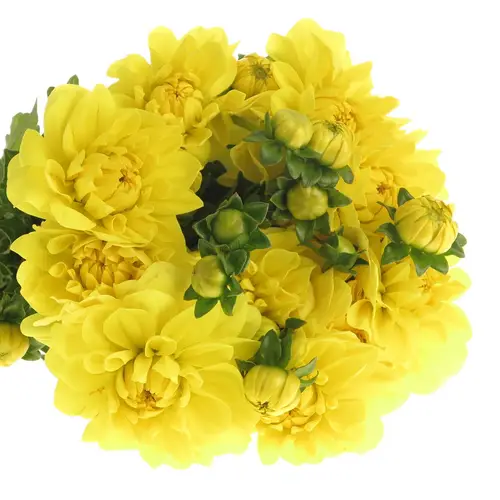 Dahlia gelb America 40cm