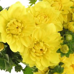 Dahlia gelb America 40cm