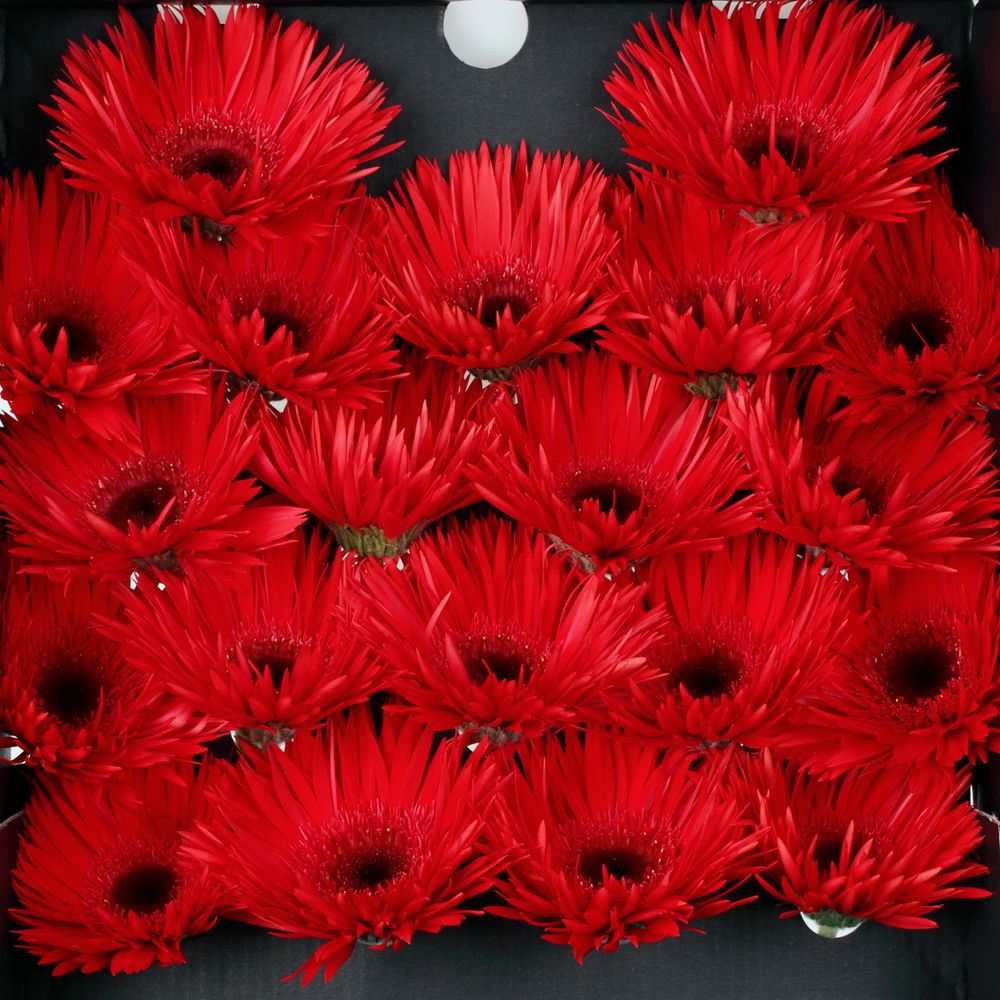 Germini rot Spin Vulcano 