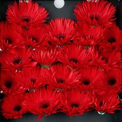 Germini rot Spin Vulcano 