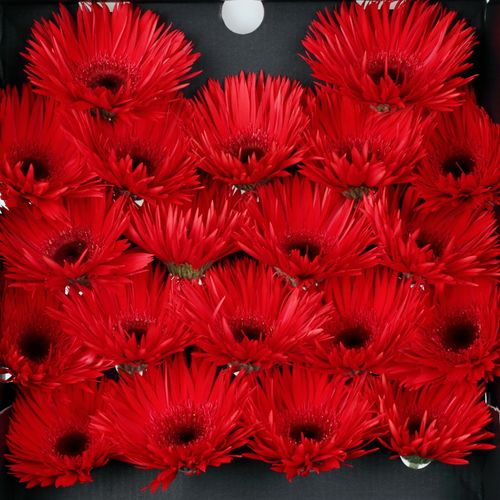 Germini rot Spin Vulcano 
