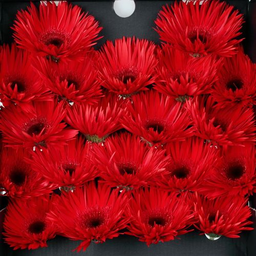 Germini rot Spin Vulcano 