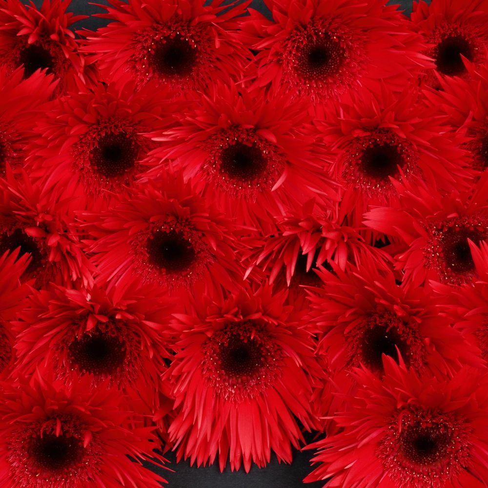Germini rot Spin Vulcano 
