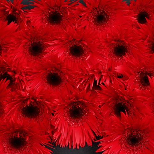 Germini rot Spin Vulcano 