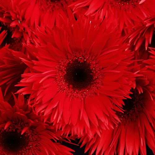 Germini rot Spin Vulcano 
