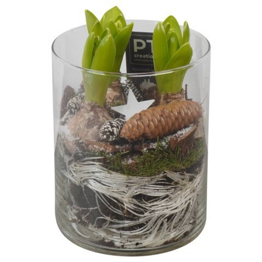 Hyac.Arr PTWH7706 weisse Bl. Winter T12 H021