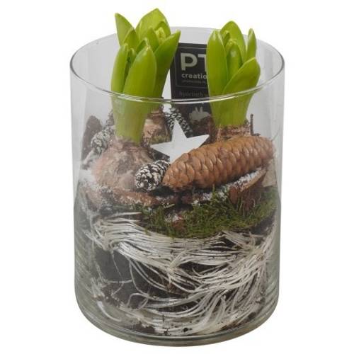 Hyac.Arr PTWH7706 weisse Bl. Winter T12 H021