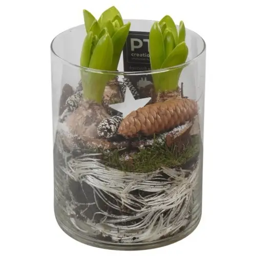 Hyac.Arr PTWH7706 weisse Bl. Winter T12 H021