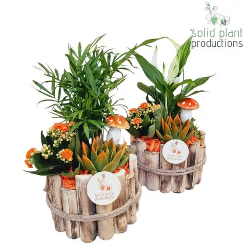 Echev.Arr Milano Herbst mix HSCE001 T17 H035