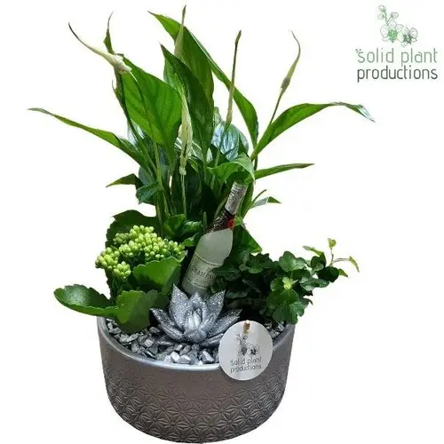 Spath.Arr SE003 Silver Silvester T18 H038