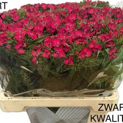 Bartnelke fuchsia Sweet Cherry 60cm