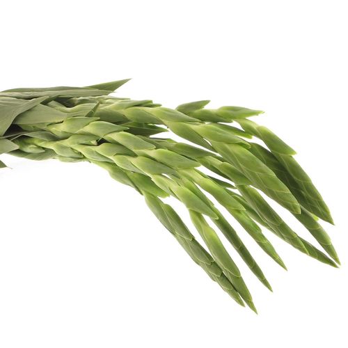 Gladiole weiss Grand Prixx 95cm