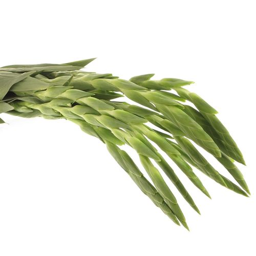 Gladiole weiss Grand Prixx 95cm