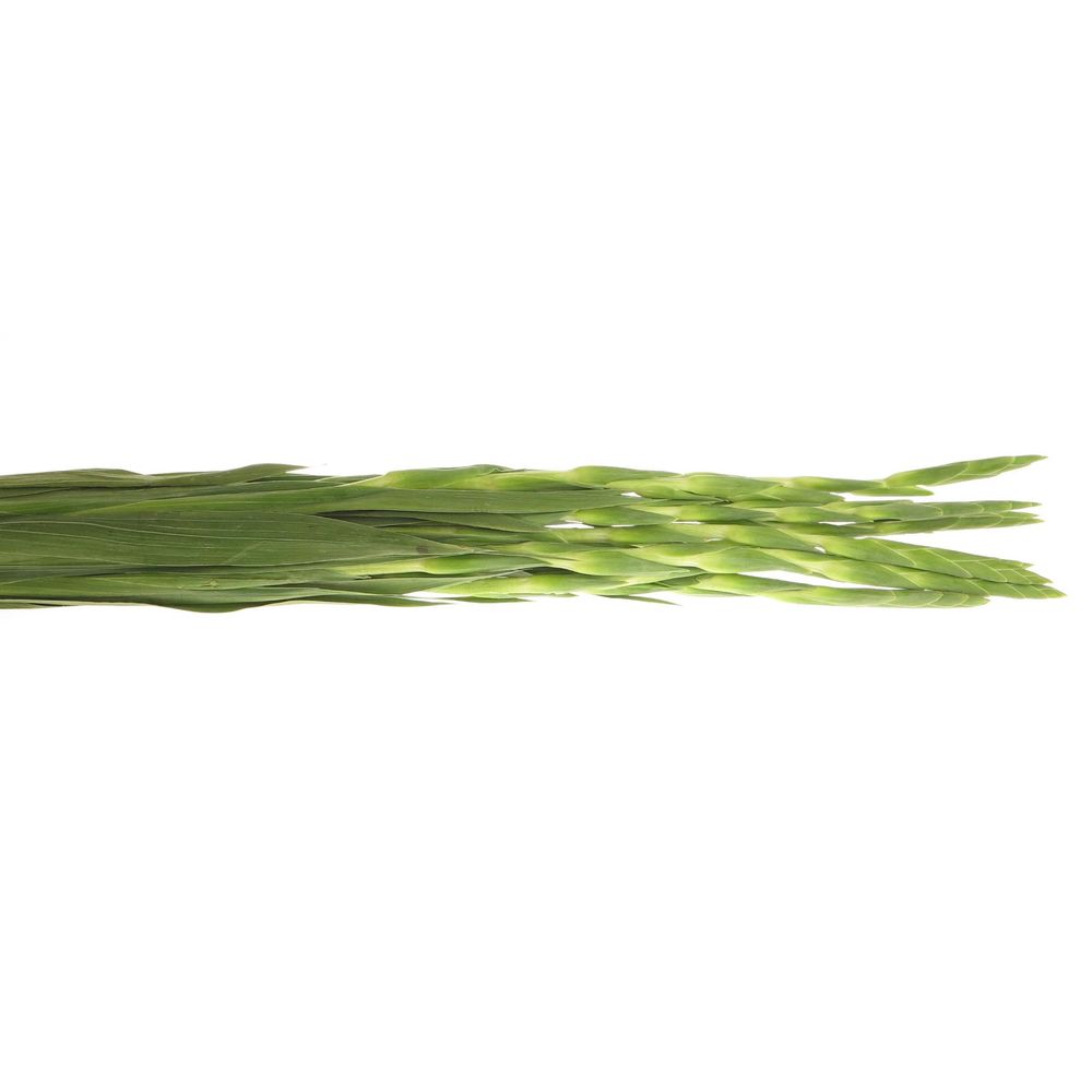 Gladiole weiss Grand Prixx 95cm