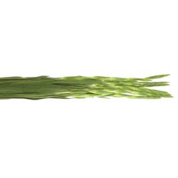 Gladiole weiss Grand Prixx 95cm