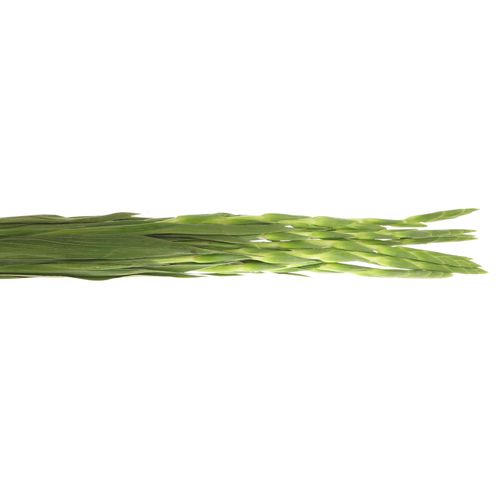 Gladiole weiss Grand Prixx 95cm