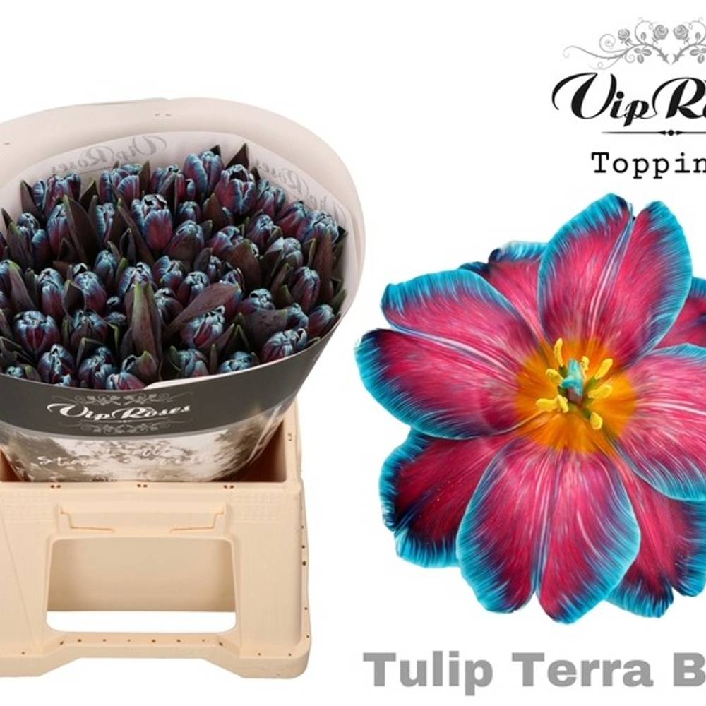 Tulpe blau gefärbt Terra blue 32 Gramm
