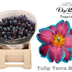 Tulpe blau gefärbt Terra blue 32 Gramm