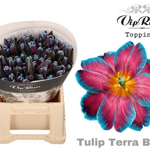 Tulpe blau gefärbt Terra blue 32 Gramm