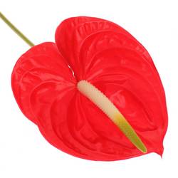 Anthurium rot Tropical Blüte 11cm
