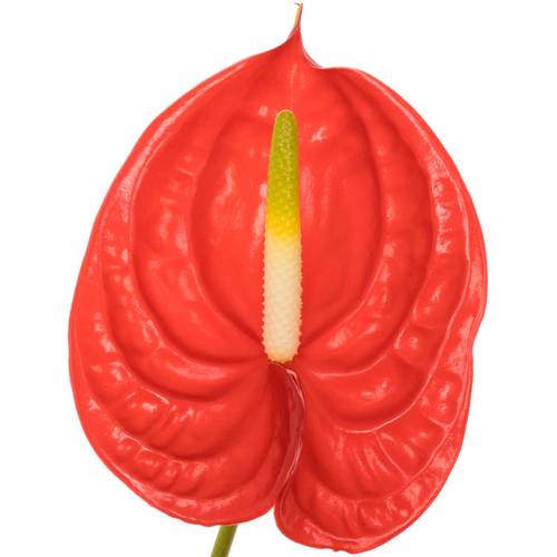 Anthurium rot Tropical Blüte 11cm