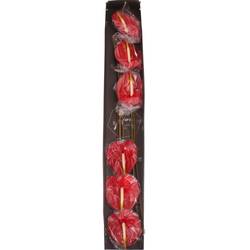 Anthurium rot Tropical Blüte 11cm