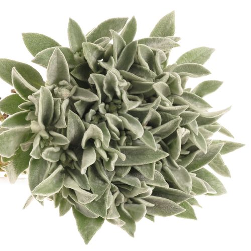 Stachys Silver  45cm