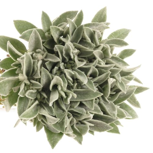 Stachys Silver  45cm