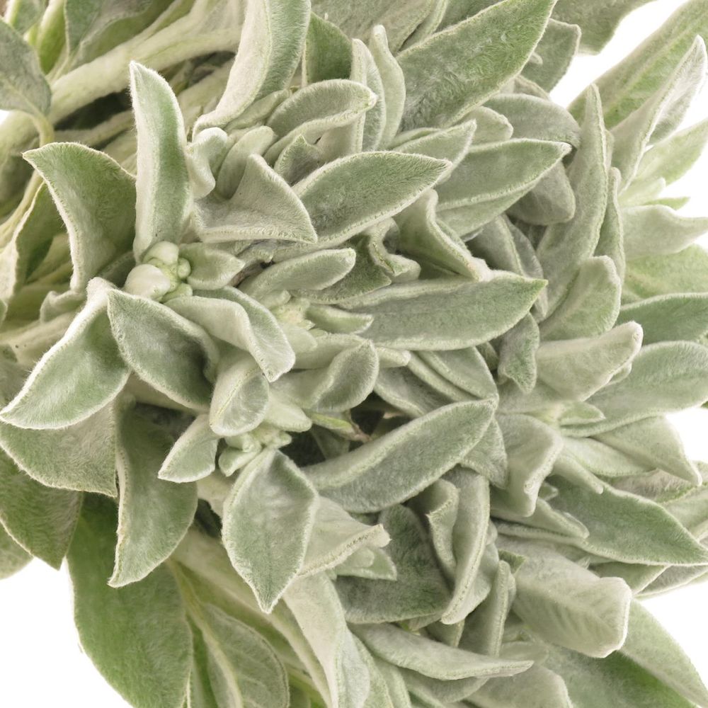 Stachys Silver  45cm