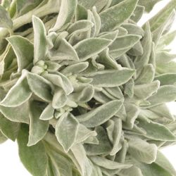 Stachys Silver  45cm