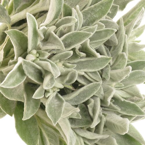 Stachys Silver  45cm